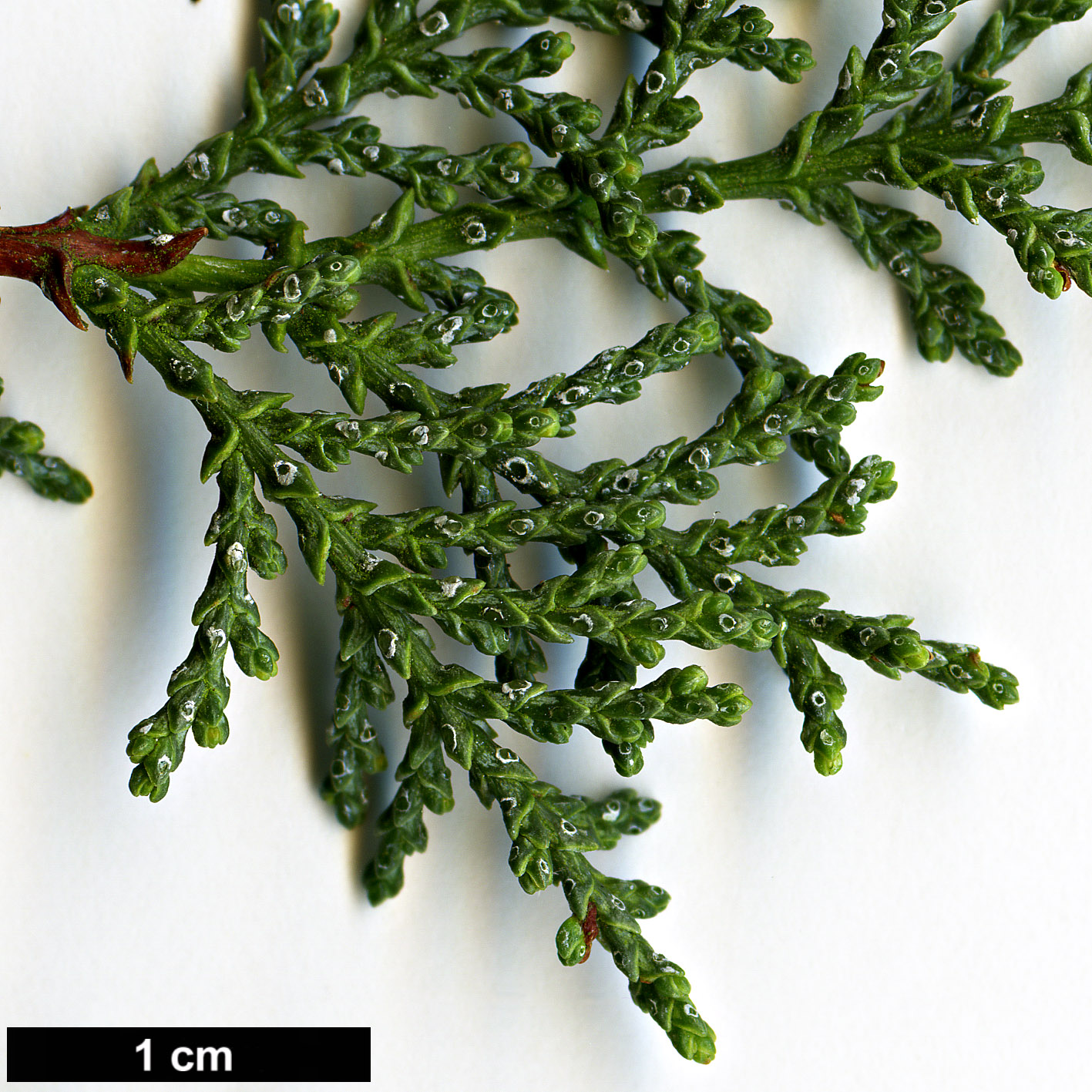 High resolution image: Family: Cupressaceae - Genus: Cupressus - Taxon: macnabiana